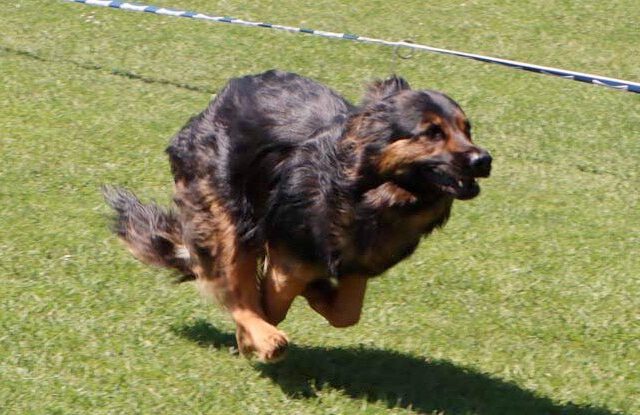 Hunderennen – 75 Jahre Vollgas auf vier Pfoten